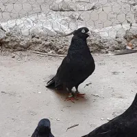 زاغ