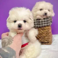 سگ پامرین از شیر گرفته شده