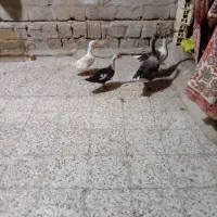 ۲ تا غاز ک ۲ اردک