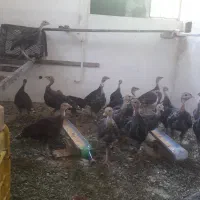 بوقلمون ۶۵ روزه