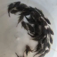 کت پوزه بوته باله کوتاه