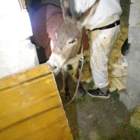 خر فروشی