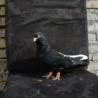 کبوتررنگی