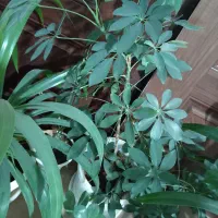 گل.|گل و گیاه طبیعی|نیشابور, شهید بهشتی|دیوار