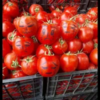 انگور نارس اصغری