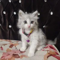 بچه گربه ماده