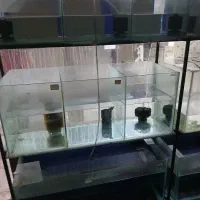 شش تا آکواریوم با پایه آهنی