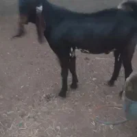 نربزداشتی
