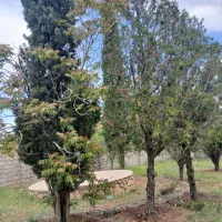باغشهر-پردیس