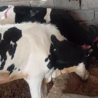 فروش گوساله نر