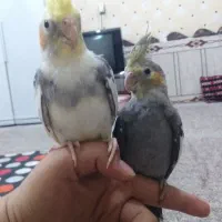 یک جفت عروس پاریس