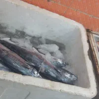 ماهی فروشی هامون زاهدان پارک لاله