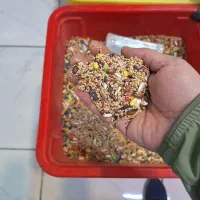 دان کسری|عمده‌فروشی|کرج, گلشهر|دیوار