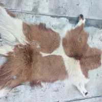 پوست گاو و بز و گوسفند