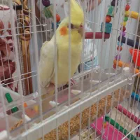 عروس هلندی گمشده در کارشناسان
