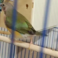 فنج گلدین  ماده  ۷ ماهه