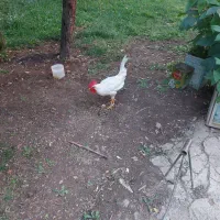 مرغ و خروس