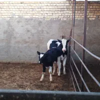 دو راس گوساله نر هولشتاین