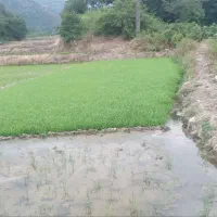 بذر شالی فجر ۹۰ روزه سوزنی بدون آفت تضمینی