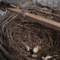 جوجه قناری باغی نر