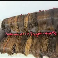 قیمت بالا موهای شما را میخرم