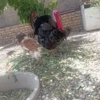 بوقلمون نر ۱ عدد ماده ۵ عدد تخم گزار