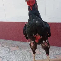 خروس