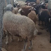 فروش  قوچ
