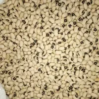 لوبیا چشم بلبلی درجه یک