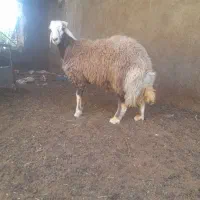 بره قوچی