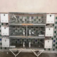 قفس پژواند،لونه،جادونی مکانیزه