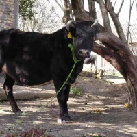 گاو ۸ ماه به بالا شکم