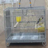 سهره