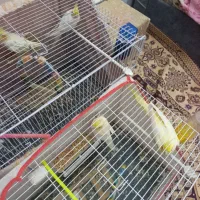 عروس هلندی