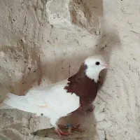 کبوتر