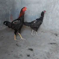خروس لاری