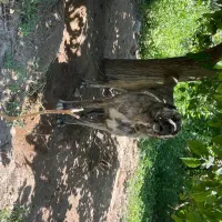 سگ گله|سگ|سملقان, |دیوار