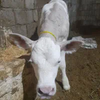 فروش گوساله ۲۵ روز ماده نژاد دار