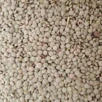 عدس درجه 1 برداشت امسال