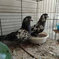 5 جفت کبوتر