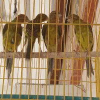 قناری سبز چمنی یکسر