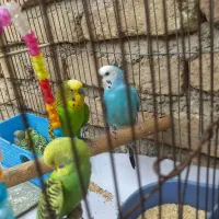 یه جفت مرغ عشق با۷تا جوجه