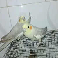 عروس هلندی