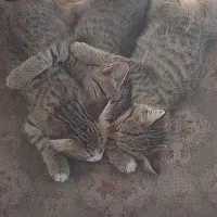 واگذاری بچه گربه