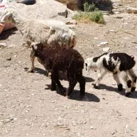 میش دوقلو