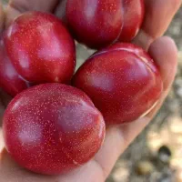 آلو|خوردنی و آشامیدنی|زنجان, |دیوار