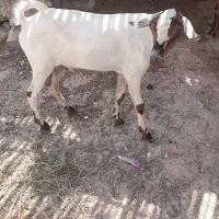 نری گوشتی