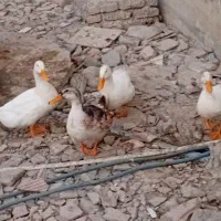 فروش غاز