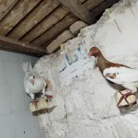 دورگ|حیوانات مزرعه|گتوند, |دیوار