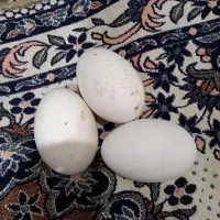 تخم اردک روسی وتخم قوغاز چینی